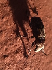 Euparius