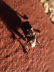 Euparius