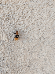 Dasymutilla calorata
