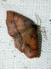 Metarranthis duaria
