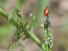 Crioceris duodecimpunctata