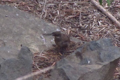 Pteroptochos megapodius