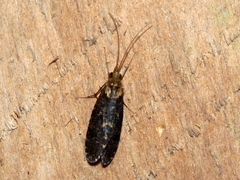 Hydropsychoidea