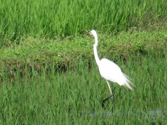 Ardea alba