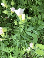 Polemonium carneum
