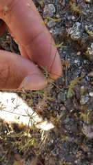 Leptosiphon liniflorus pharnaceoides