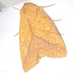 Pyrrhia