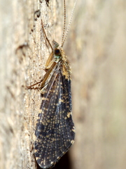 Hydropsychoidea