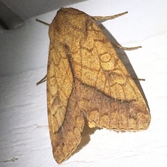 Pyrrhia