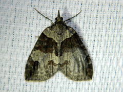 Hydriomena ruberata