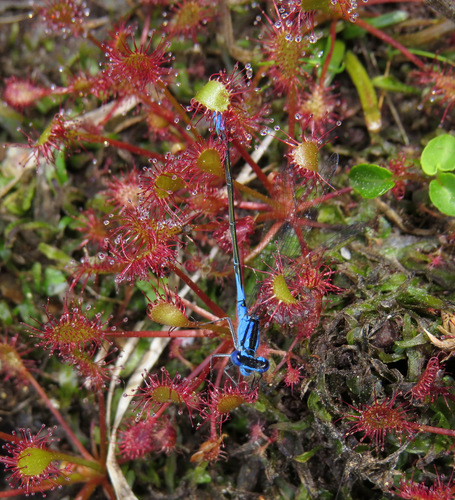 Azure Bluet photo 6