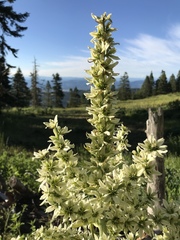 Veratrum californicum