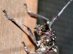 Monochamus carolinensis