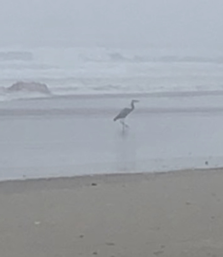 Great Blue Heron photographed in Oregon