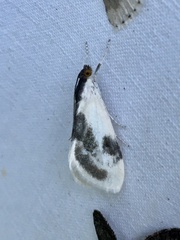 Cliniodes ostreonalis