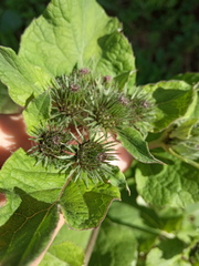Arctium × ambiguum