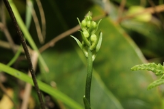 Platanthera clavellata