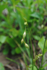 Carex silicea