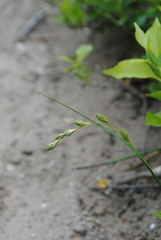 Carex silicea