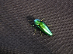 Sternocera aequisignata