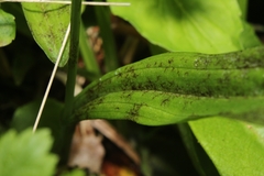 Platanthera clavellata