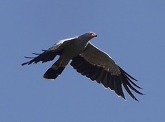 Polyboroides radiatus