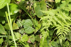 Platanthera clavellata