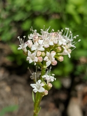 Valeriana californica