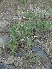 Draba yukonensis