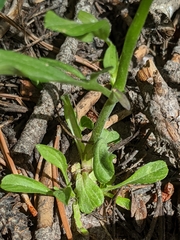 Valeriana californica