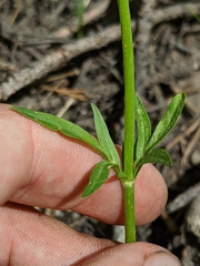 Valeriana californica