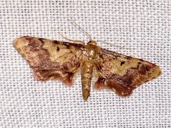 Idaea furciferata