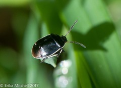 Sehirus cinctus albonotatus