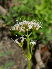 Valeriana californica