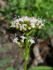 Valeriana californica