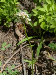 Valeriana californica