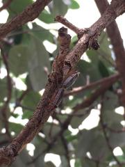 Stenomacra marginella