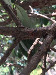 Stenomacra marginella