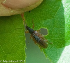 Phyllobius oblongus