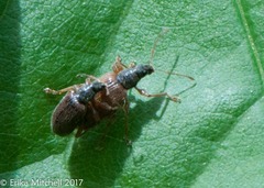 Phyllobius oblongus