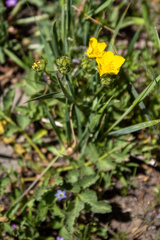 Potentilla flabellifolia