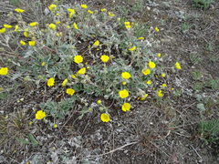 Potentilla arenosa