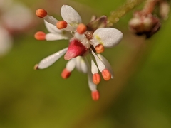 Micranthes odontoloma