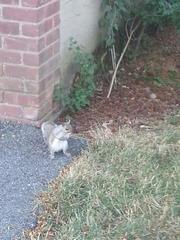 Sciurus carolinensis