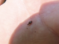 Cryptocephalus badius