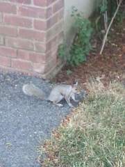Sciurus carolinensis