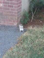 Sciurus carolinensis