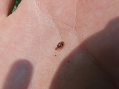 Cryptocephalus badius