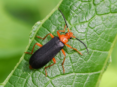Neopyrochroa flabellata
