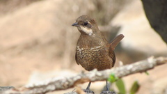Pteroptochos megapodius